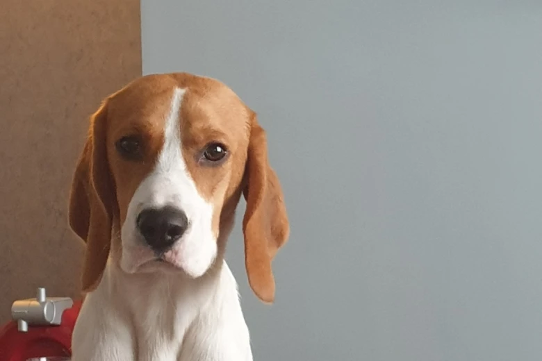 Beagle