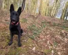 Belgian Shepherd Dog (Groenendael)