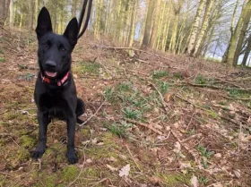 Belgian Shepherd Dog (Groenendael)
