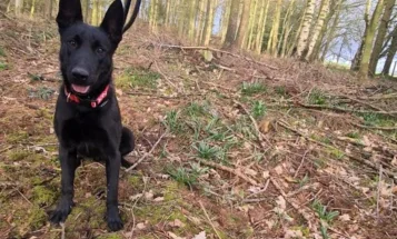 Belgian Shepherd Dog (Groenendael)