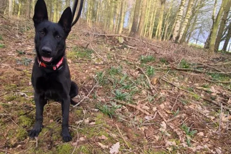Belgian Shepherd Dog (Groenendael)