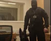 Belgian Shepherd Dog (Groenendael)