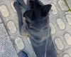 Belgian Shepherd Dog (Groenendael)