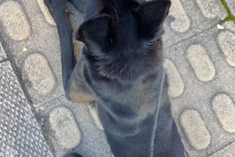 Belgian Shepherd Dog (Groenendael)
