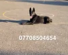 Belgian Shepherd Dog (Groenendael)