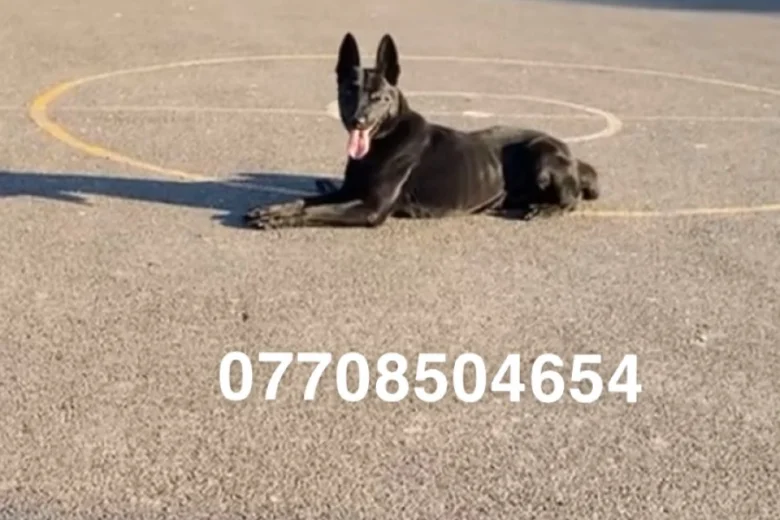 Belgian Shepherd Dog (Groenendael)