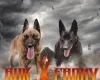 Belgian Shepherd Dog (Groenendael)