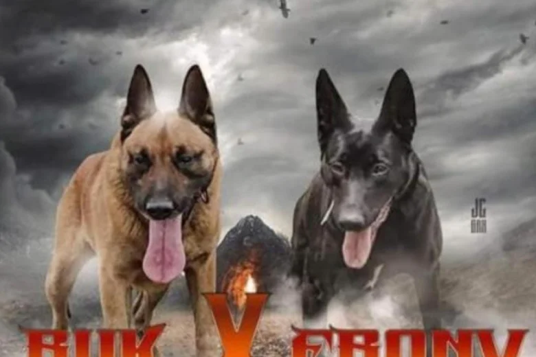 Belgian Shepherd Dog (Groenendael)