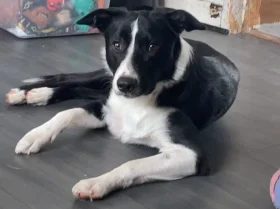 Border Collie