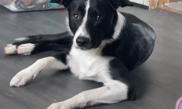 Border Collie