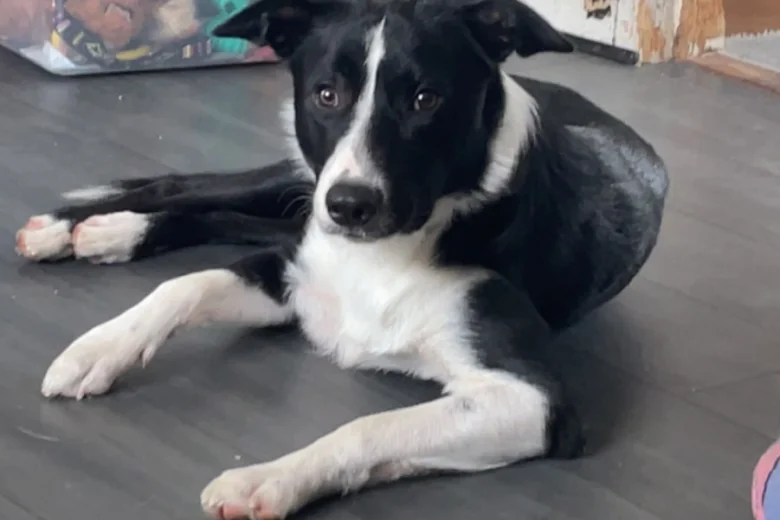 Border Collie