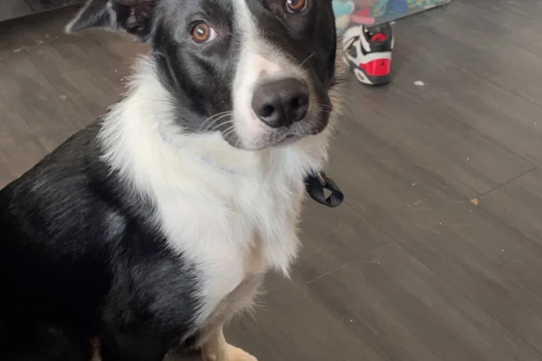 Border Collie