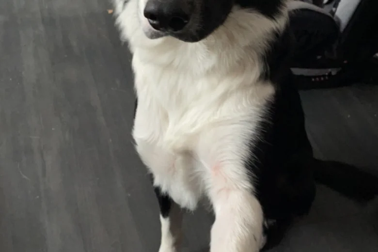 Border Collie