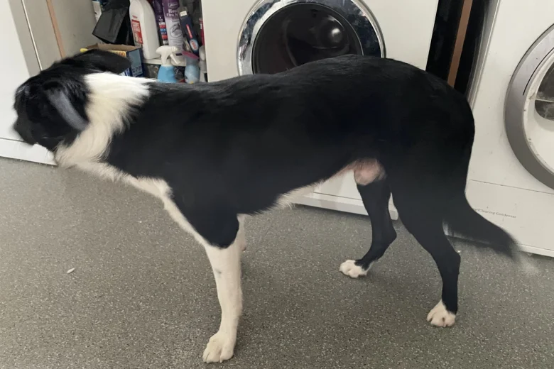 Border Collie