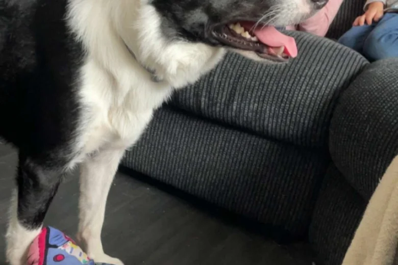 Border Collie