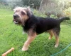 Border Terrier