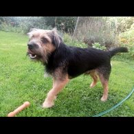 Border Terrier