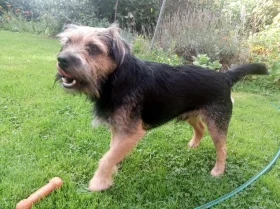 Border Terrier
