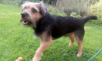 Border Terrier