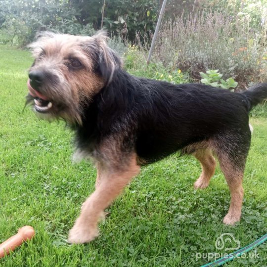 Border Terrier