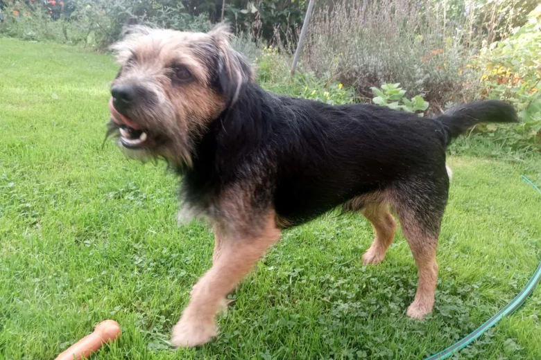 Border Terrier