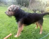 Border Terrier