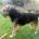 Border Terrier