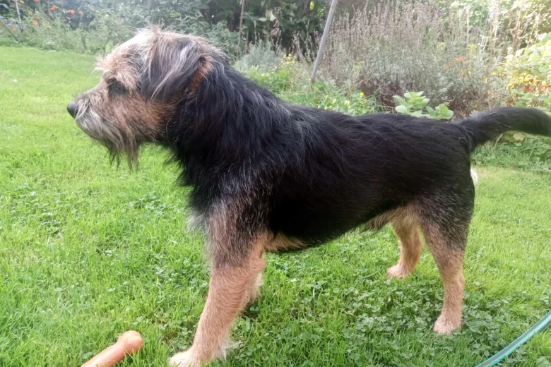 Border Terrier