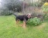 Border Terrier