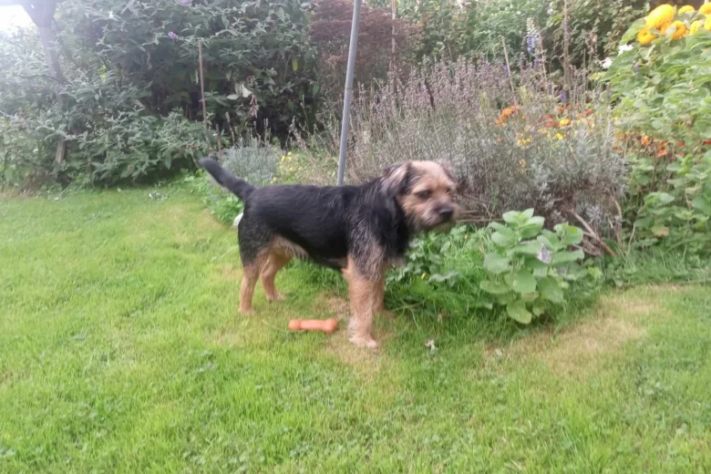 Border Terrier