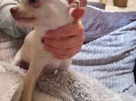 Chihuahua