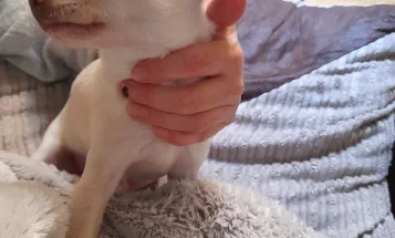 Chihuahua