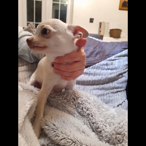 Chihuahua