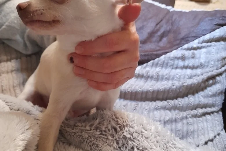 Chihuahua