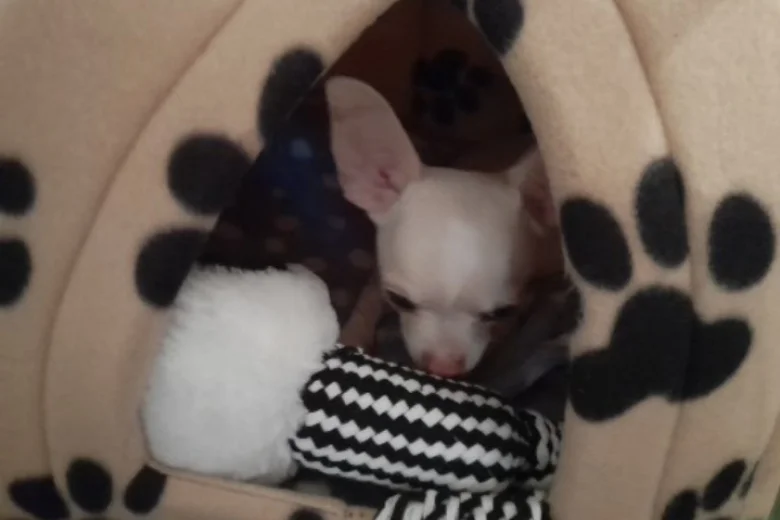 Chihuahua