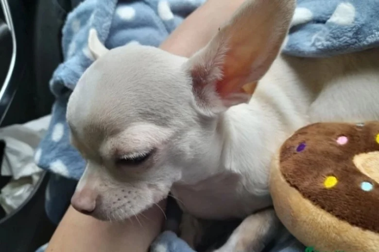 Chihuahua