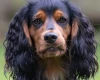 Cocker Spaniel (Working)
