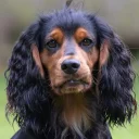 Cocker Spaniel (Working)