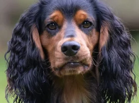 Cocker Spaniel (Working)