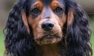 Cocker Spaniel (Working)