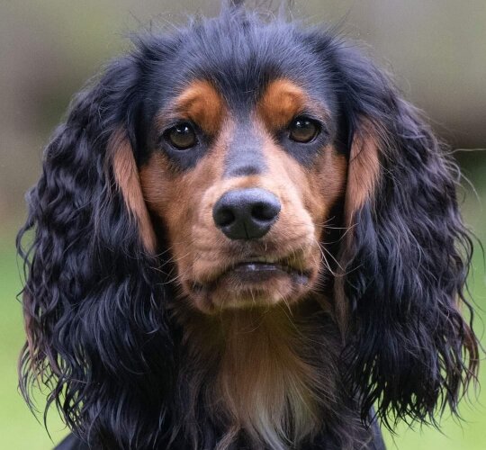 Cocker Spaniel (Working &amp; Show)