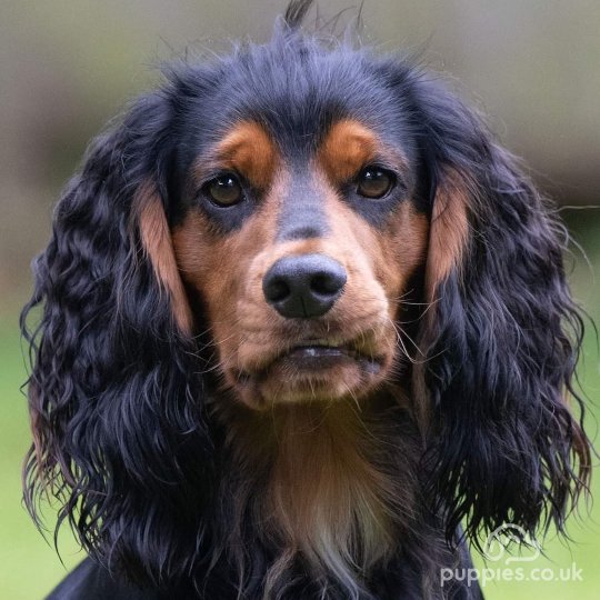 Cocker Spaniel (Working & Show)