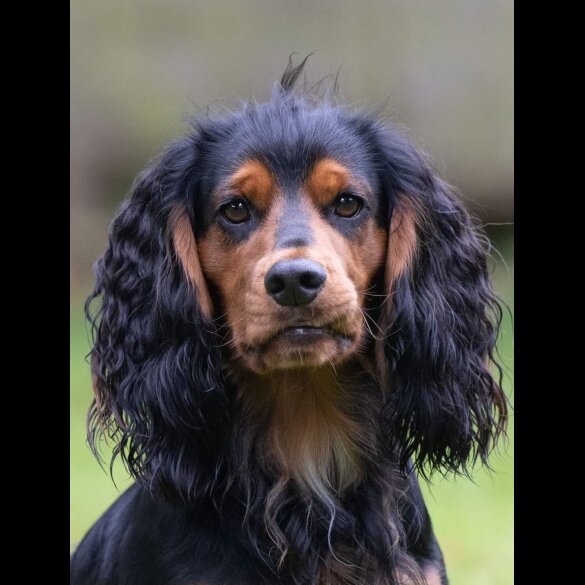 Cocker Spaniel (Working &amp; Show)