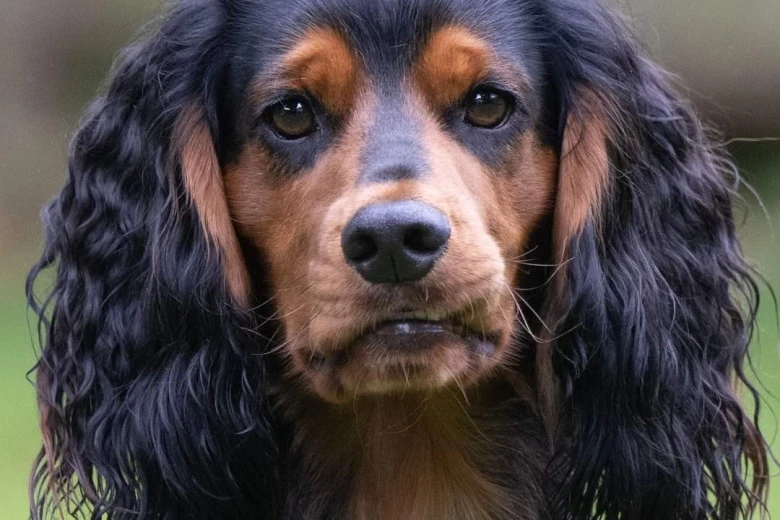 Cocker Spaniel (Working)