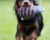 Cocker Spaniel (Working)