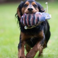 Cocker Spaniel (Working & Show)