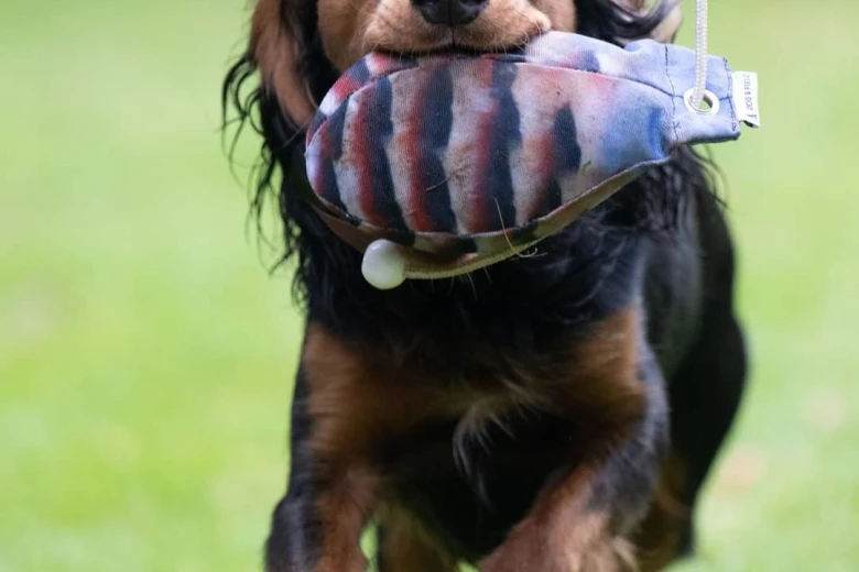 Cocker Spaniel (Working)