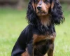 Cocker Spaniel (Working)