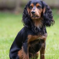 Cocker Spaniel (Working & Show)