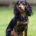 Cocker Spaniel (Working)